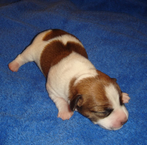 Puppy 5 Male